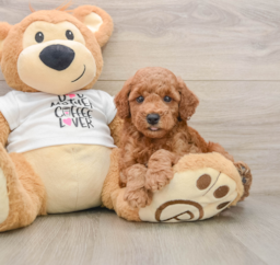 8 week old Poodle Puppy For Sale - Puppy Love PR