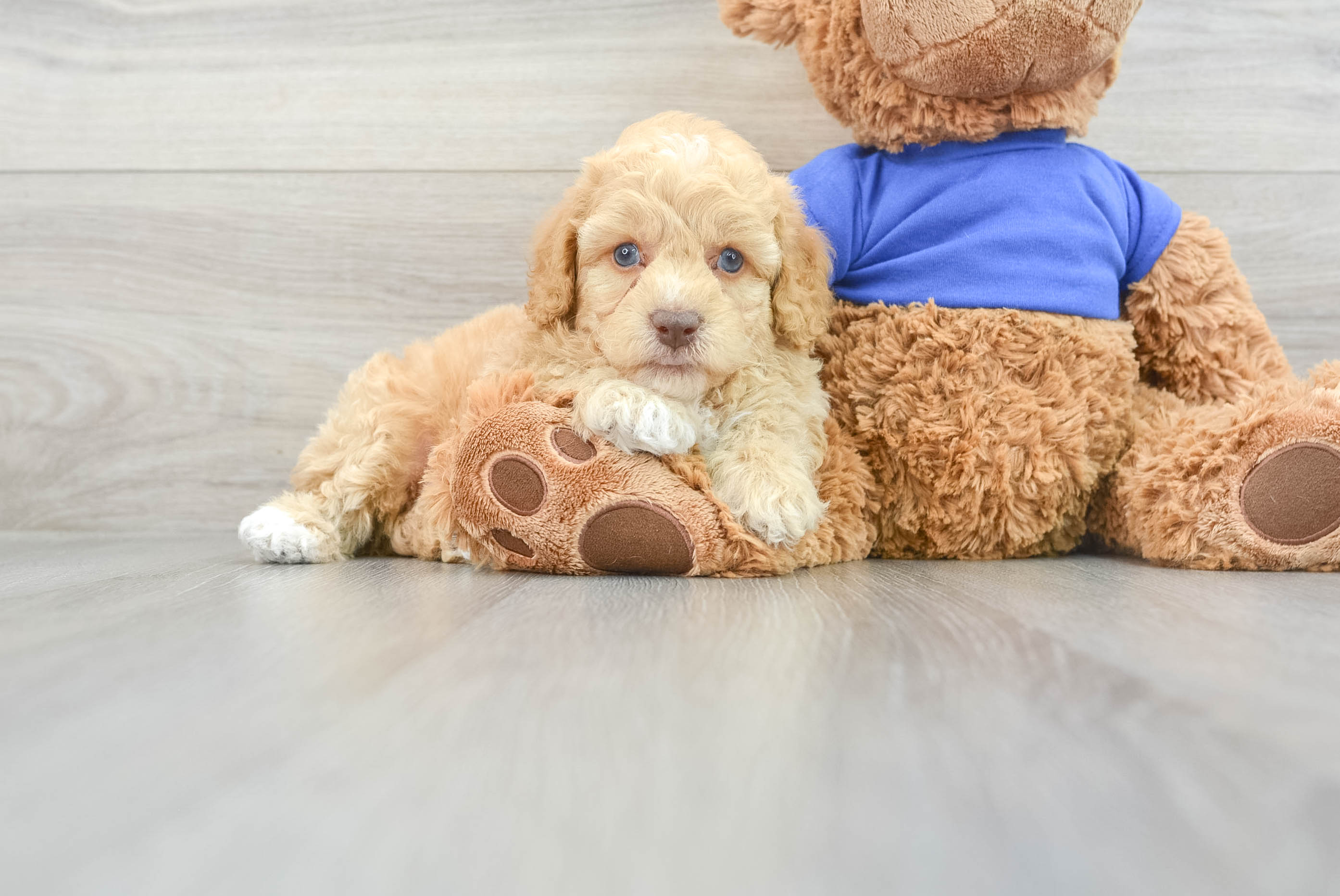 Akc Registered Poodle Purebred Pup