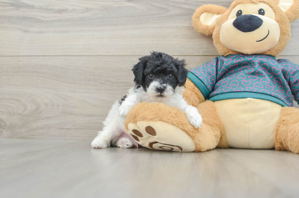 5 week old Poodle Puppy For Sale - Puppy Love PR