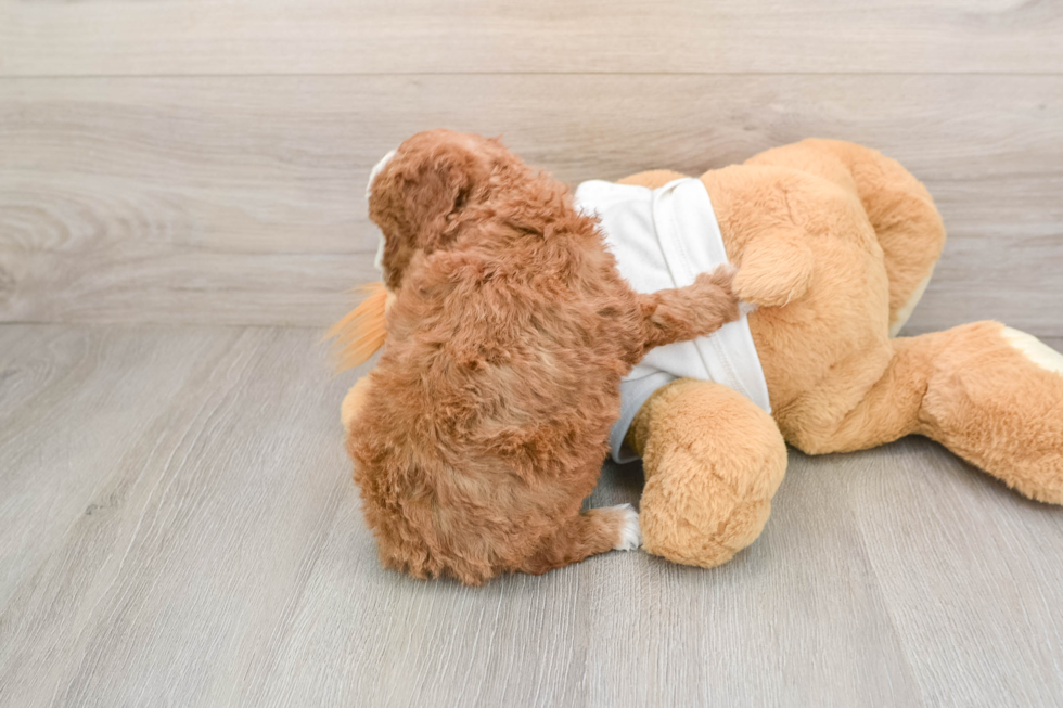 Poodle Puppy for Adoption