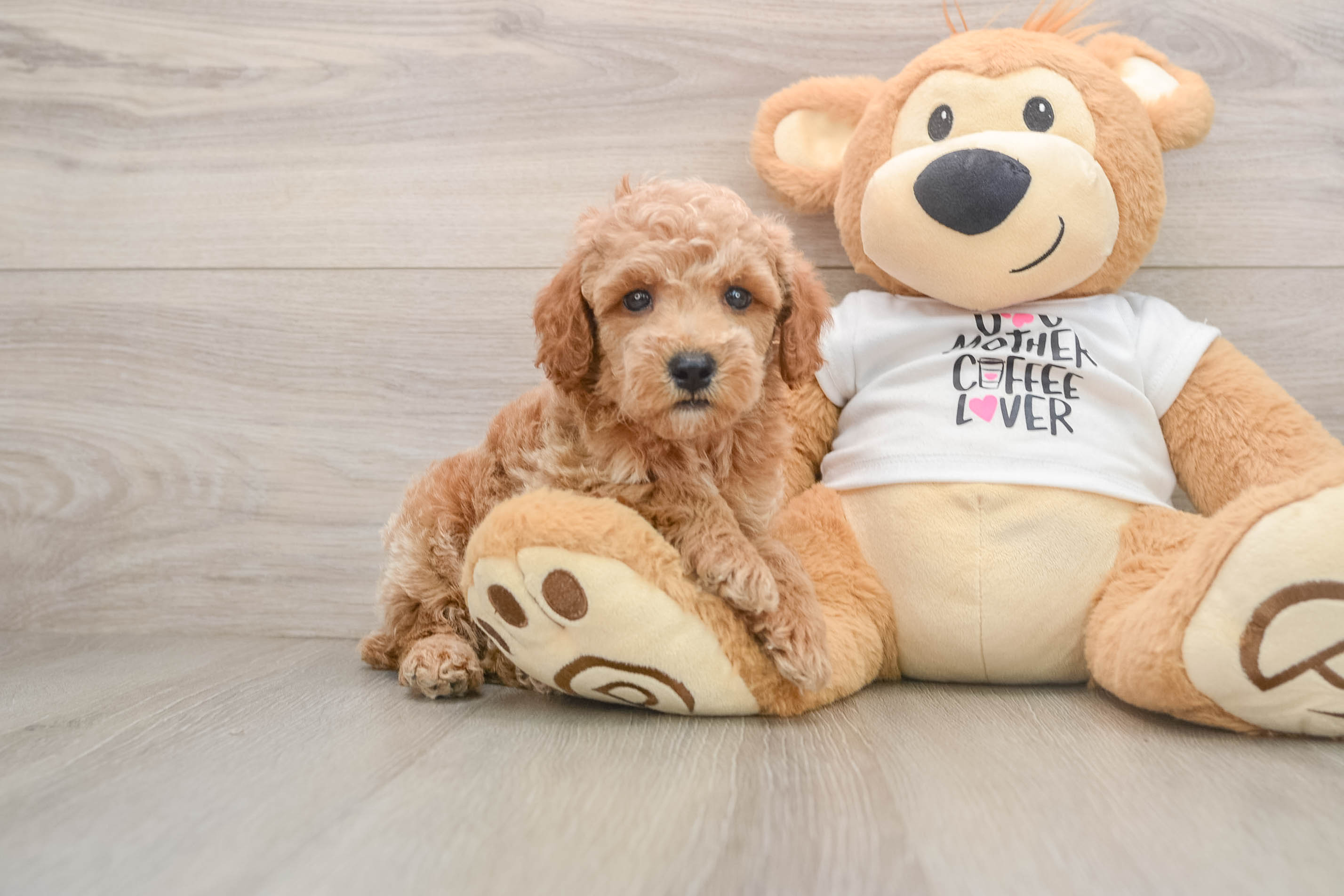 Poodle Puppy for Adoption