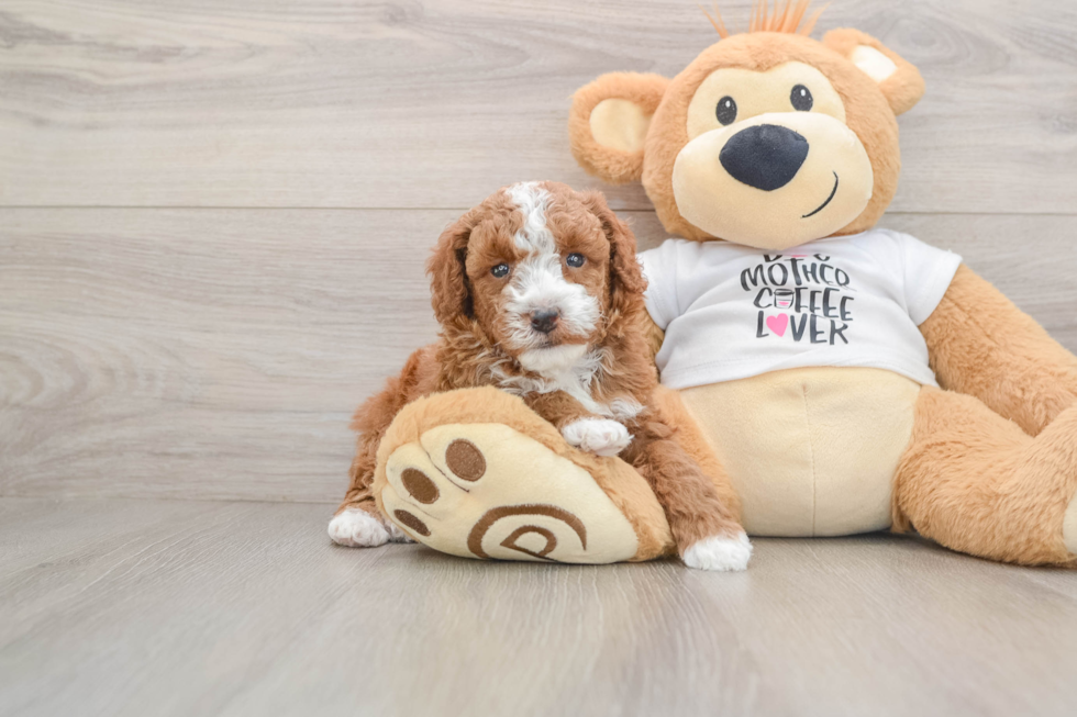 Poodle Pup Being Cute