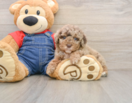 7 week old Poodle Puppy For Sale - Puppy Love PR