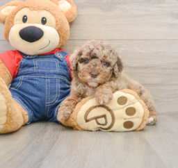 7 week old Poodle Puppy For Sale - Puppy Love PR