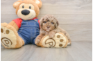 Poodle Puppy for Adoption