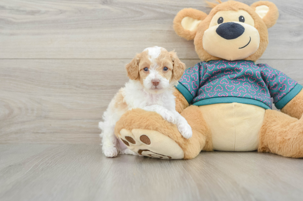 5 week old Poodle Puppy For Sale - Puppy Love PR