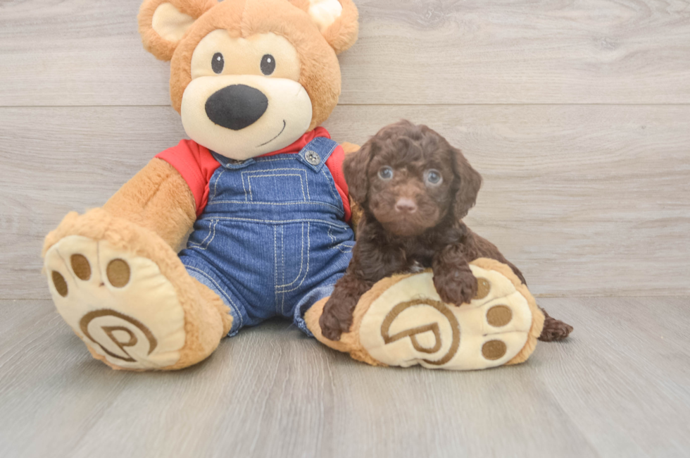 6 week old Poodle Puppy For Sale - Puppy Love PR