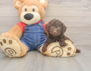 7 week old Poodle Puppy For Sale - Puppy Love PR 7 week old Poodle Puppy For Sale - Puppy Love PR