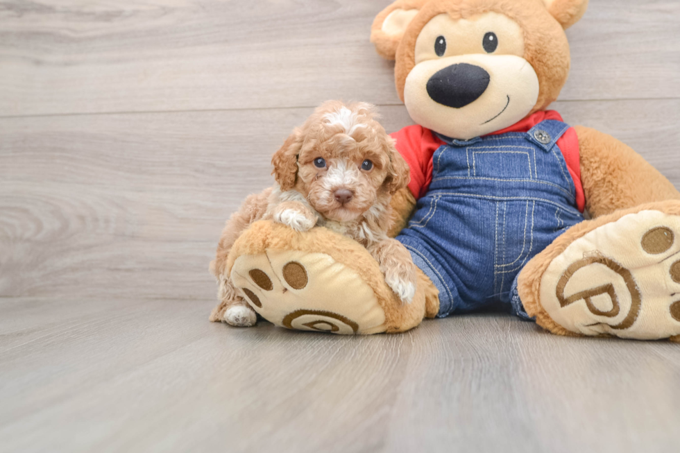 Friendly Poodle Purebred Pup