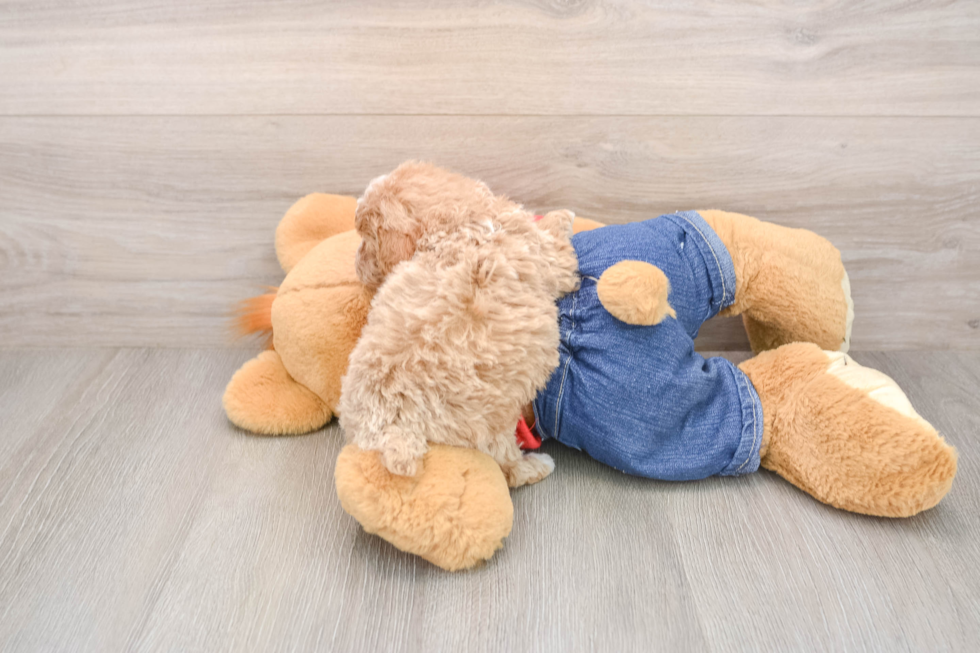 Happy Toy Poodle Purebred Puppy