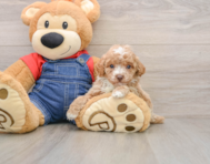 8 week old Poodle Puppy For Sale - Puppy Love PR