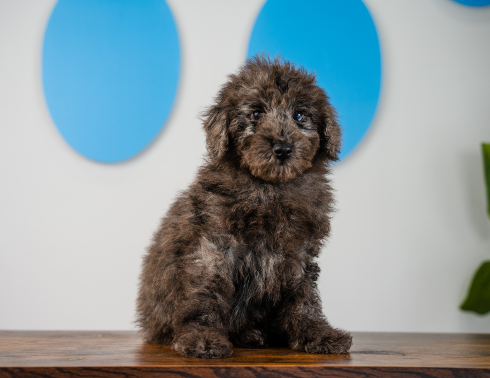 Poodle Puppy for Adoption