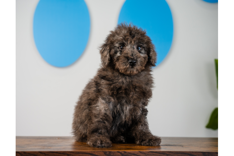 Meet Prez - our Poodle Puppy Photo 1/4 - Puppy Love PR Poodle Puppy for Adoption