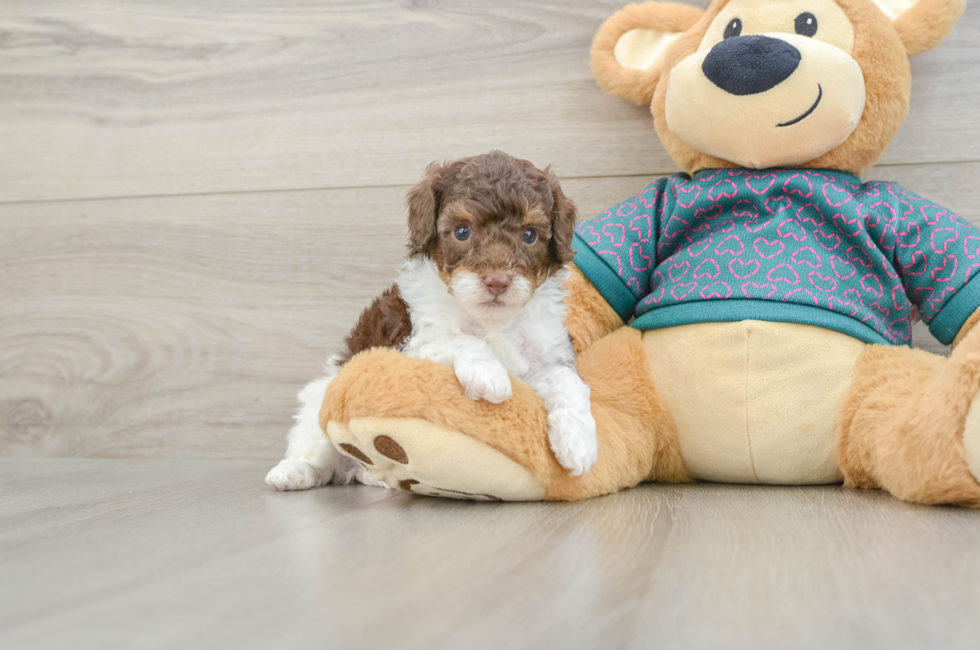5 week old Poodle Puppy For Sale - Puppy Love PR