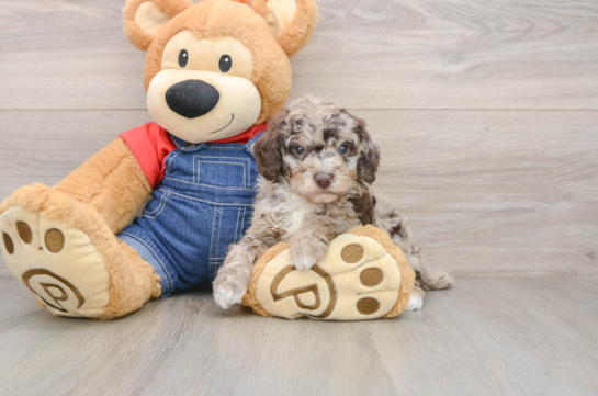 Poodle Puppy for Adoption