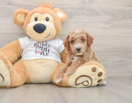 6 week old Poodle Puppy For Sale - Puppy Love PR