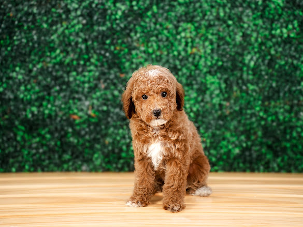 Cute Poodle Purebred Pup