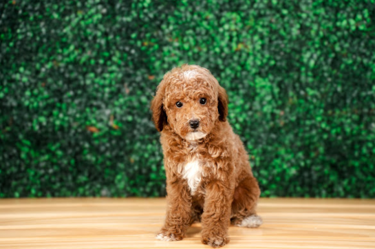 Cute Poodle Purebred Pup