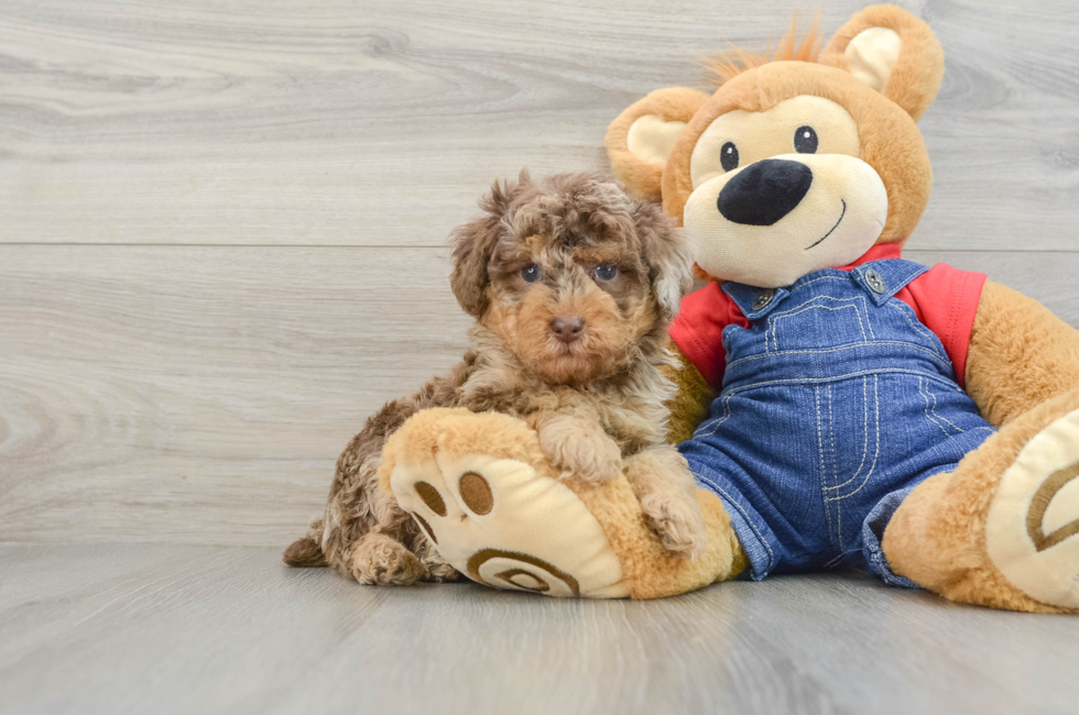 6 week old Poodle Puppy For Sale - Puppy Love PR