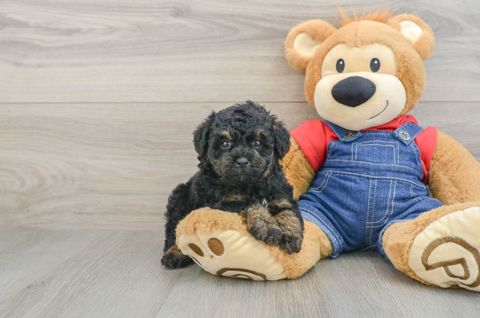 5 week old Poodle Puppy For Sale - Puppy Love PR