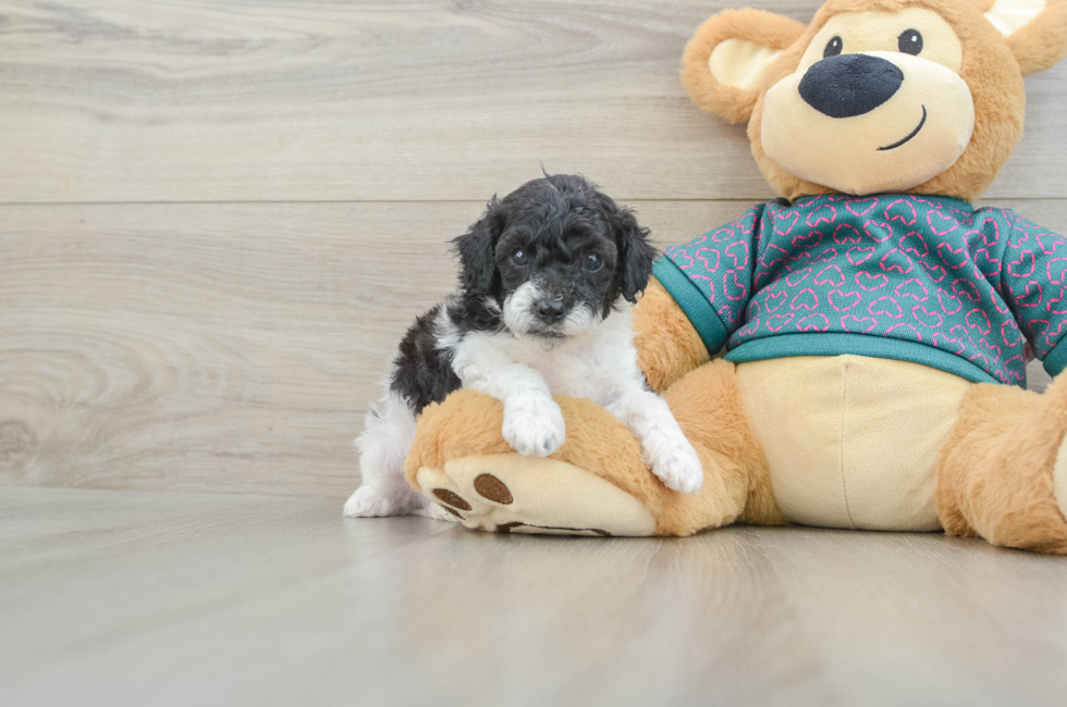 5 week old Poodle Puppy For Sale - Puppy Love PR