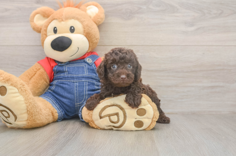 6 week old Poodle Puppy For Sale - Puppy Love PR