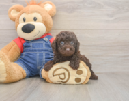 7 week old Poodle Puppy For Sale - Puppy Love PR 7 week old Poodle Puppy For Sale - Puppy Love PR