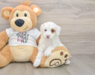 7 week old Poodle Puppy For Sale - Puppy Love PR