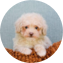 Poodle Puppy For Sale - Puppy Love PR