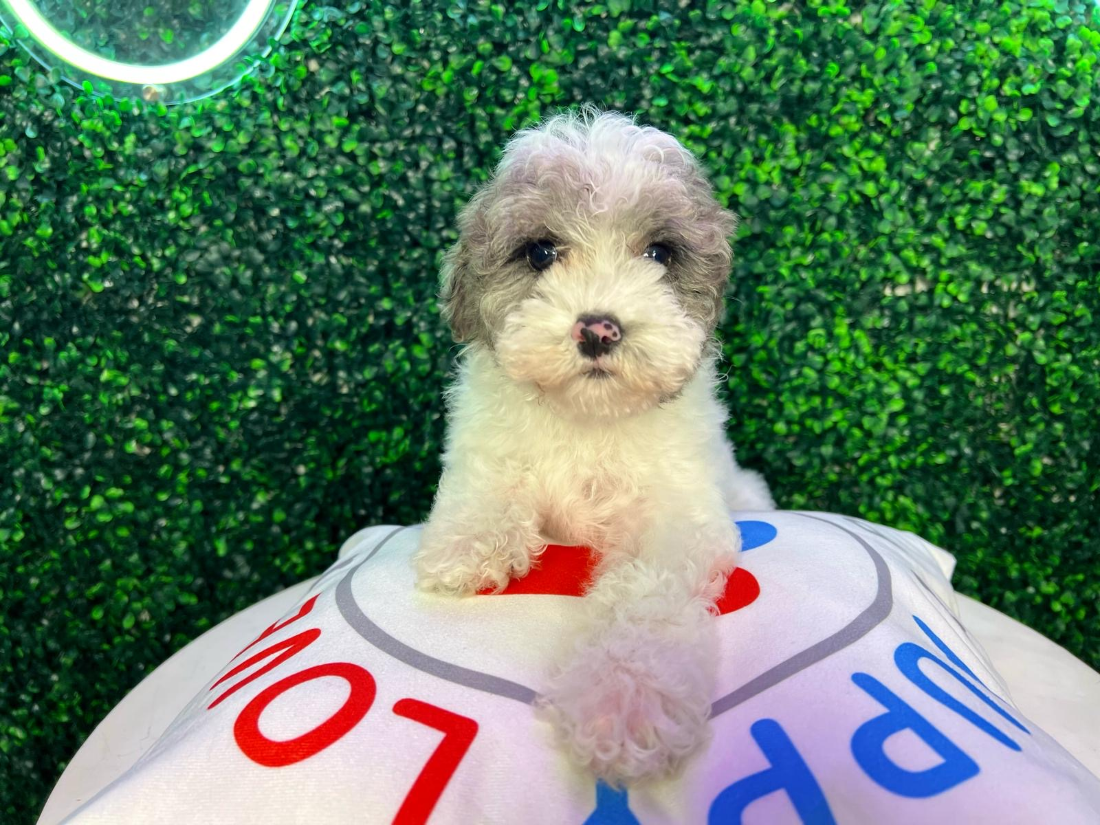 Poodle Puppy for Adoption