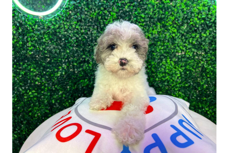 Meet Raelynn - our Poodle Puppy Photo 1/4 - Puppy Love PR Poodle Puppy for Adoption