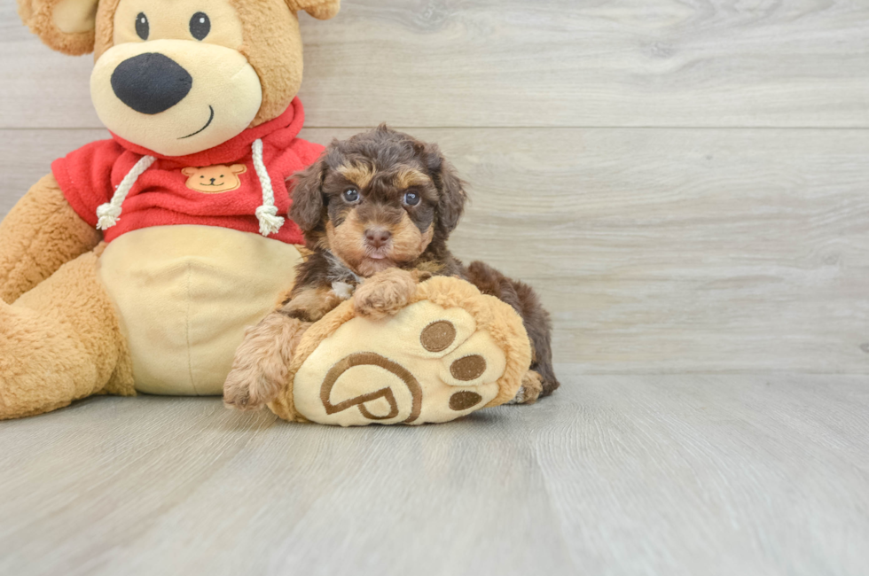 6 week old Poodle Puppy For Sale - Puppy Love PR