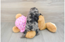 Happy Pudel Purebred Puppy