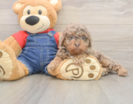 8 week old Poodle Puppy For Sale - Puppy Love PR
