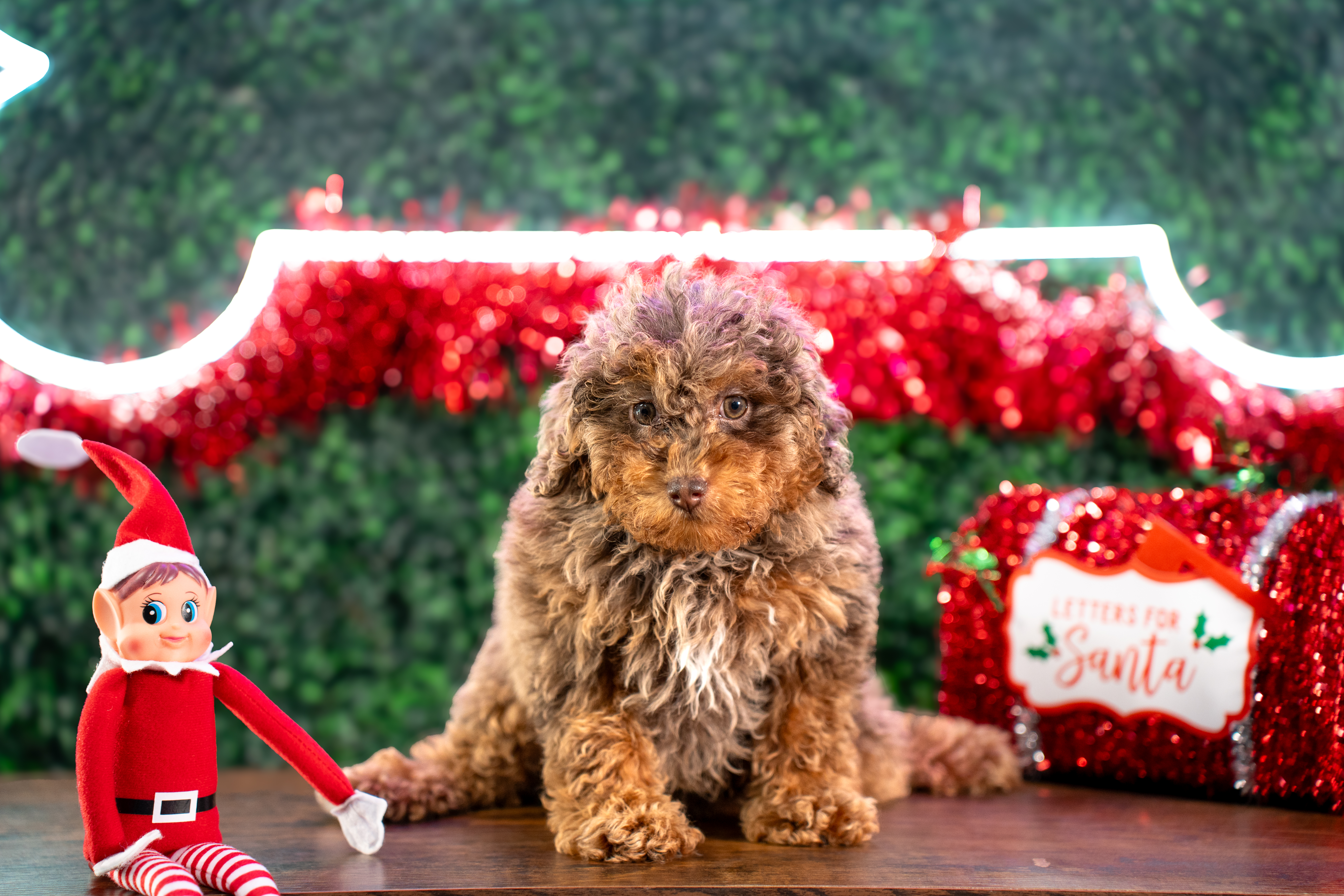 Cute Poodle Purebred Pup