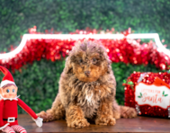 11 week old Poodle Puppy For Sale - Puppy Love PR