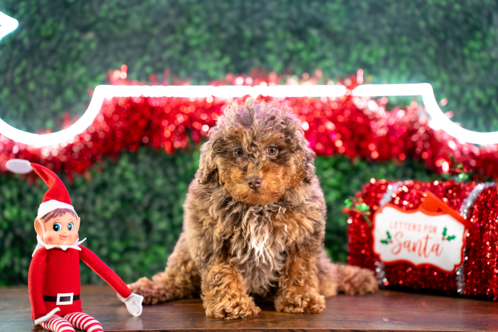 Cute Poodle Purebred Pup