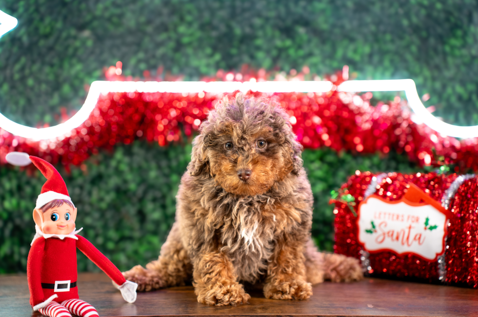 10 week old Poodle Puppy For Sale - Puppy Love PR