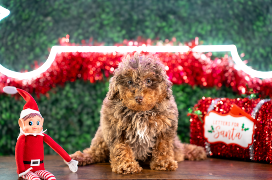 Cute Poodle Purebred Pup