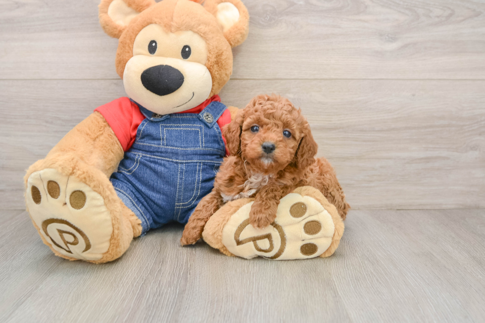 Poodle Pup Being Cute