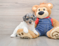7 week old Poodle Puppy For Sale - Puppy Love PR