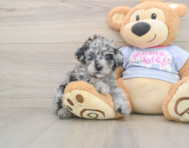 8 week old Poodle Puppy For Sale - Puppy Love PR