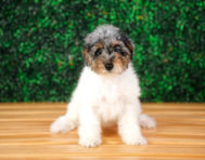 10 week old Poodle Puppy For Sale - Puppy Love PR