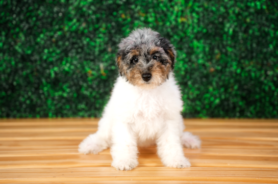 Poodle Pup Being Cute
