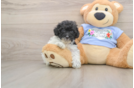 Little Poodle Baby