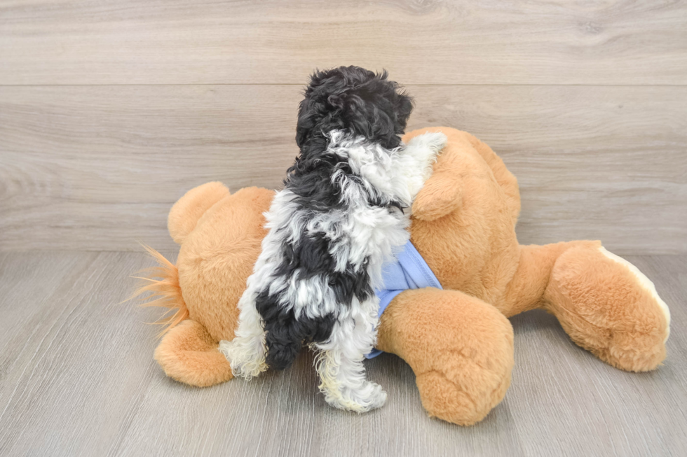 Poodle Puppy for Adoption