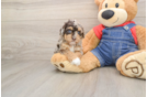 Playful Poodle Purebred Pup