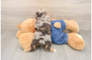 Fluffy Pooodle Purebred Puppy