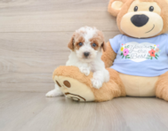 7 week old Poodle Puppy For Sale - Puppy Love PR