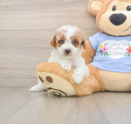 7 week old Poodle Puppy For Sale - Puppy Love PR